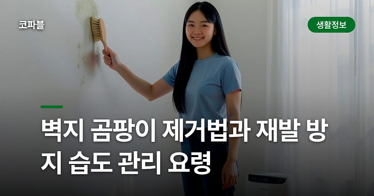 벽지 곰팡이 제거법과 재발 방지 습도 관리 요령